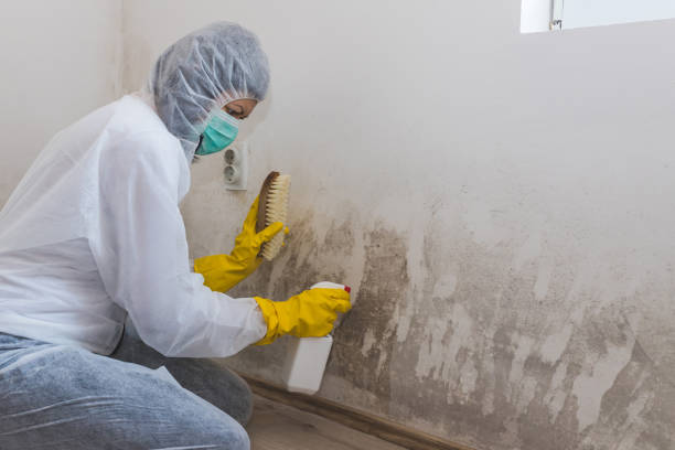 Best Basement Mold Removal  in Cottonwood Shores, TX